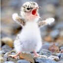 Pam Thatcher - @PamThatcher - Twitter