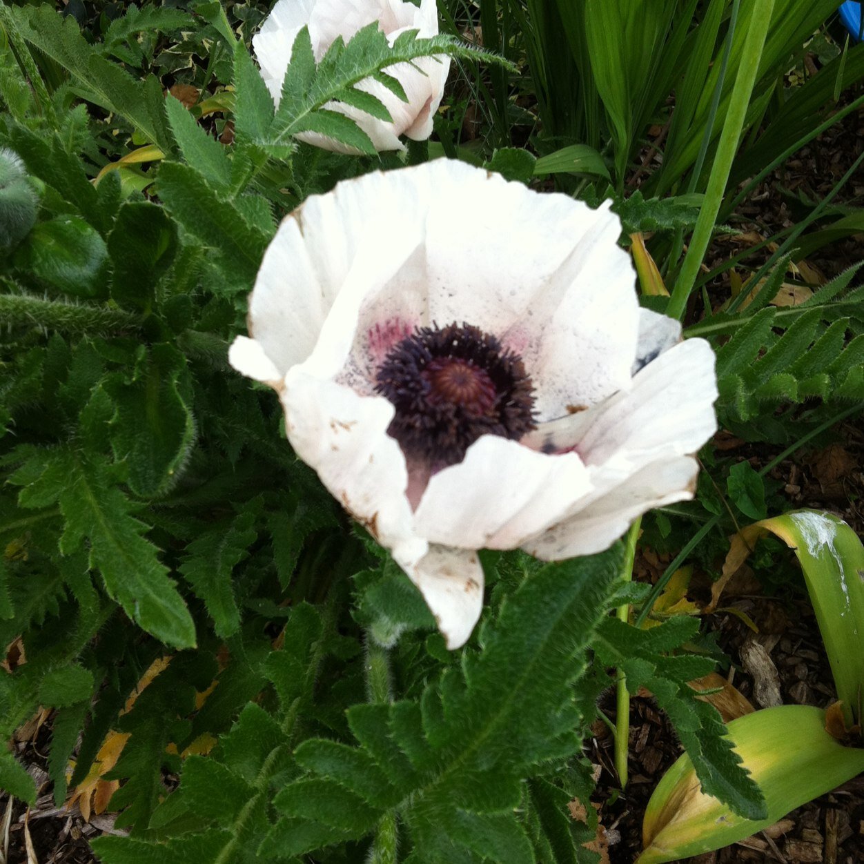 Naboo2's profile picture. 