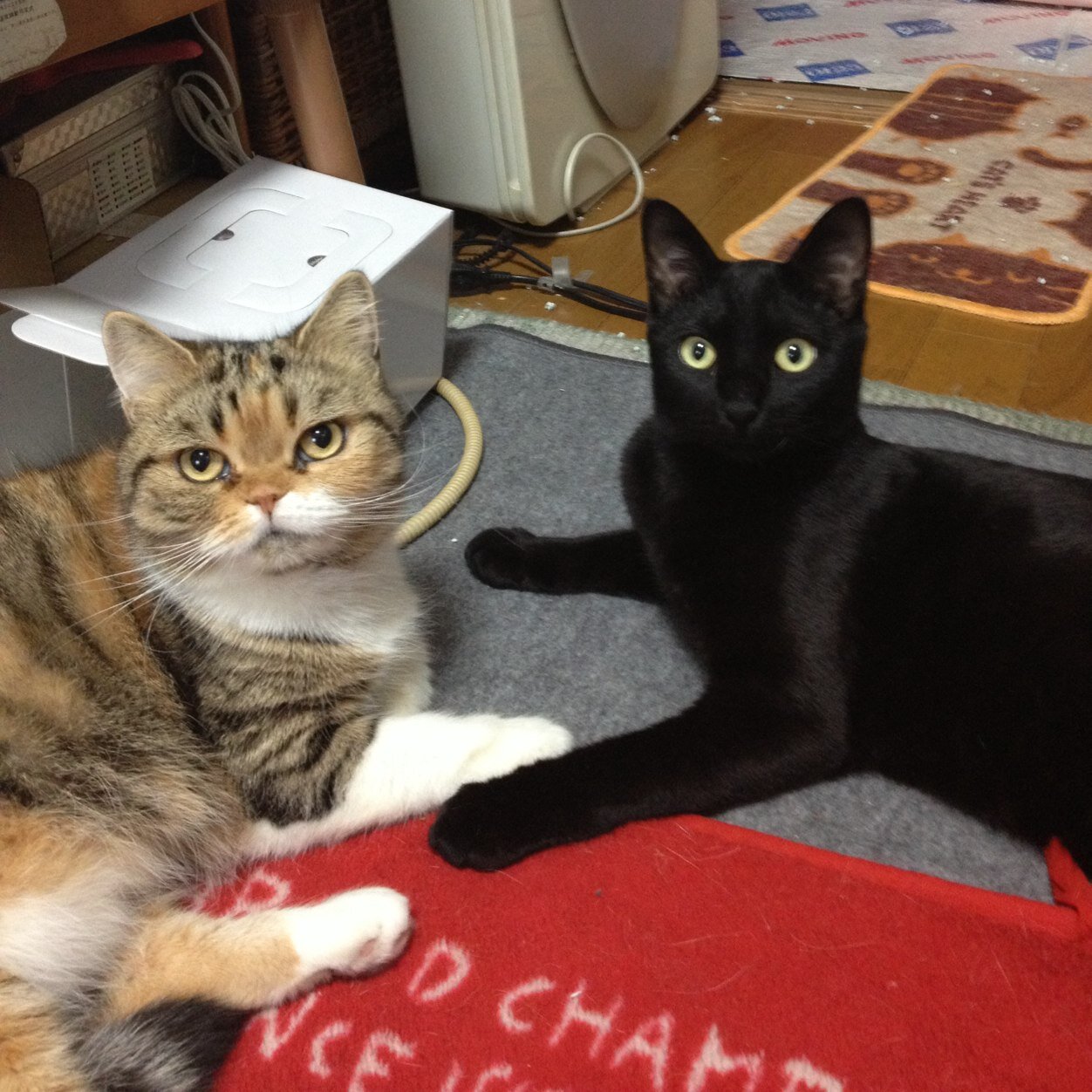 愛知県に住む猫好きの男の子