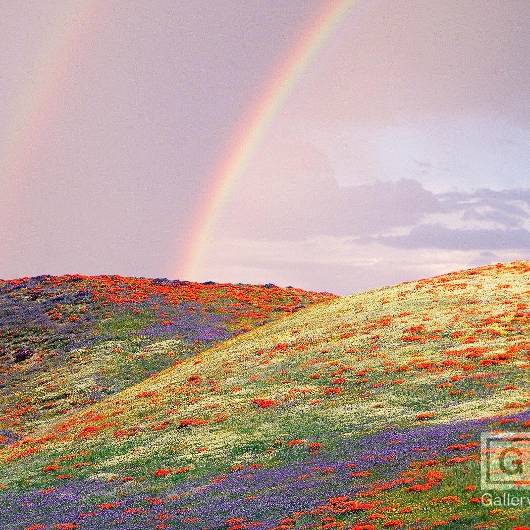 BISB_Brussels's profile picture. The International Primary School in Brussels