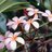 rosebleue1964's profile image