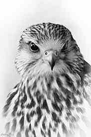 AlbalbisiW's profile picture. saudia airlines✈️