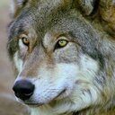 Rex Chung - @Rex64 - Twitter