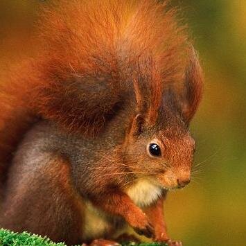 Great wildlife products interspersed with British wildlife. All commission raised goes towards wildlife conservation.