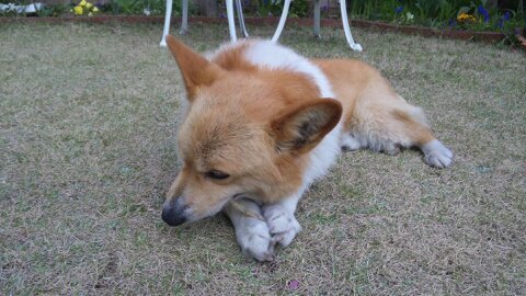 ぎたーが好きです コーギー飼いたいよ