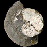 NHM_Cephalopoda (@nhm_cephalopoda) 's Twitter Profile Photo
