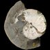 NHM_Cephalopoda (@nhm_cephalopoda) Twitter profile photo