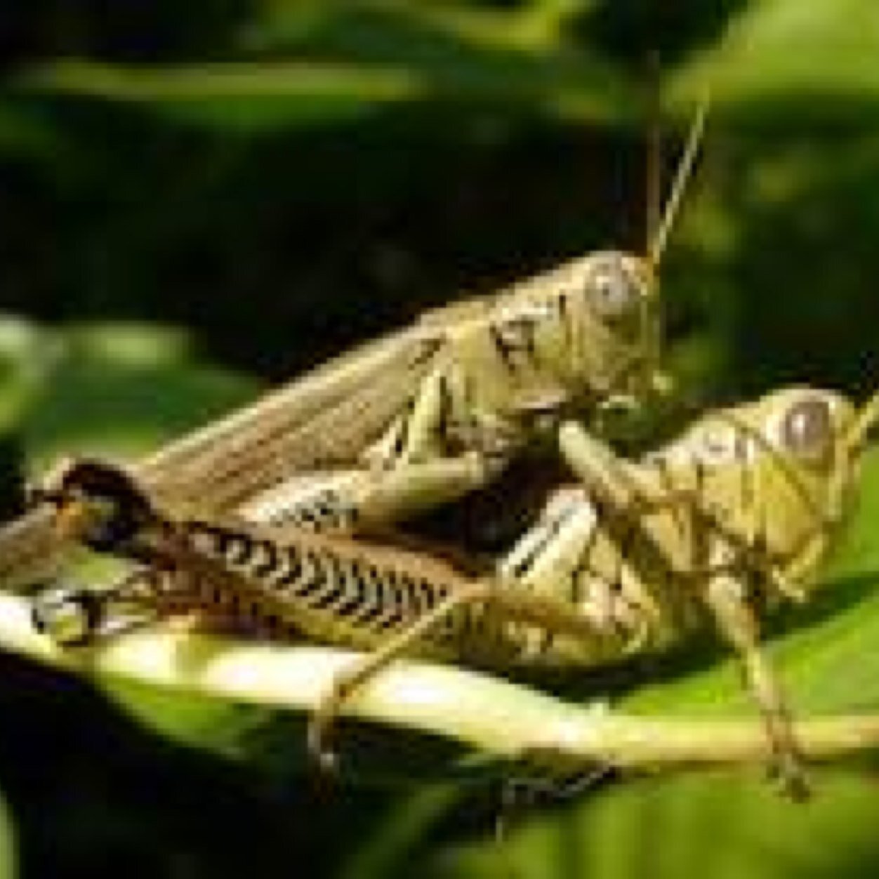 Grass-Hoppim my nigga