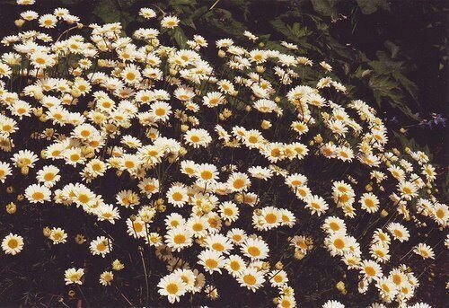 Carpedi_love's profile picture. Qui sait où la vie vous emmènera? La route est longue, et à la fin, le voyage est la destination.