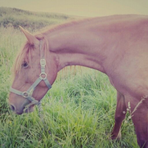 colorinajunior's profile picture. Amazona Fotografa IRMGDR 2002 ️ 2012 ️ 2013 ️