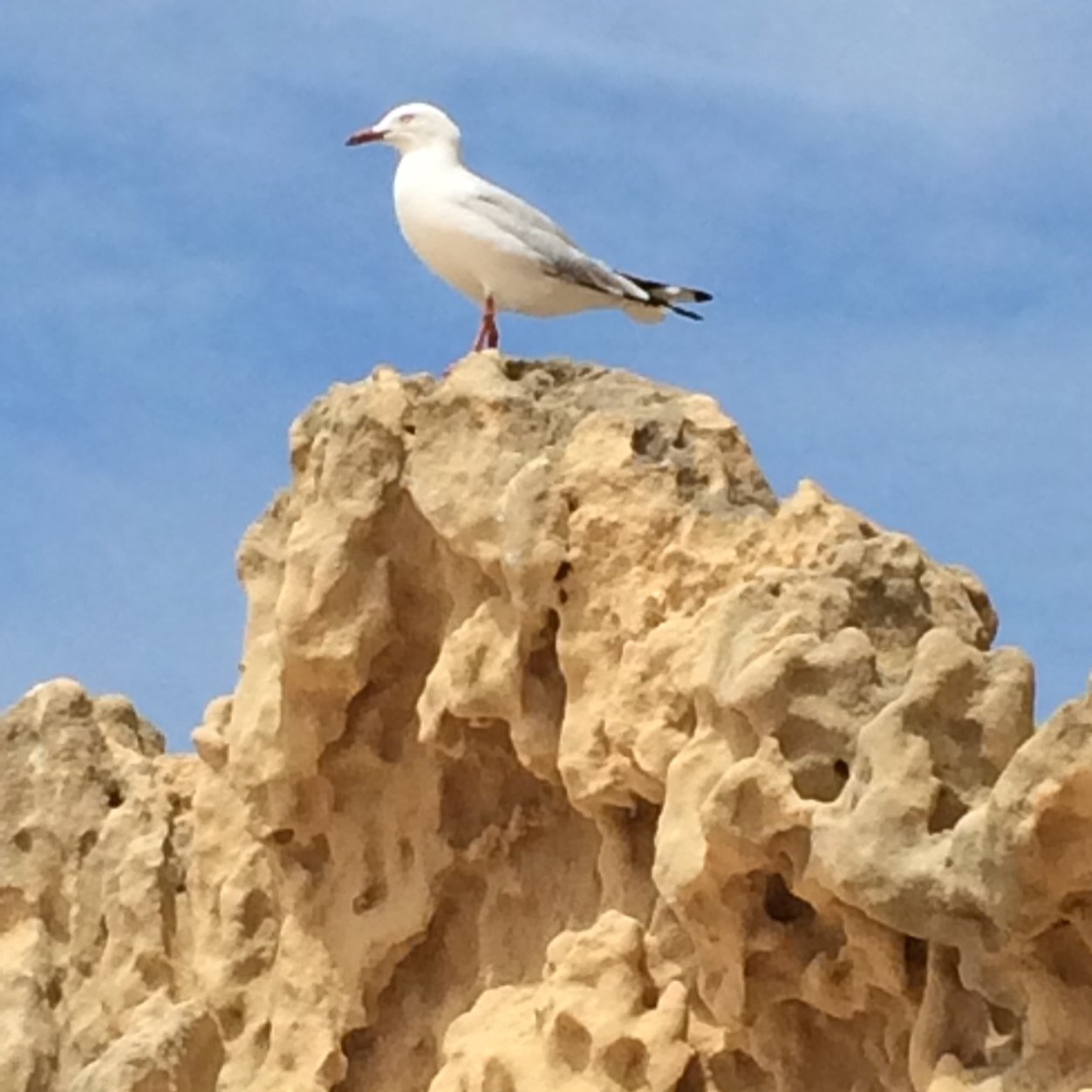 wraycar's profile picture. Communication. Engagement. Yogi. Mother of daughters. Lover of life.