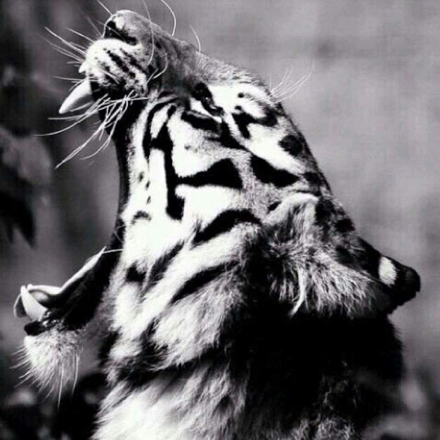 ABDU||A AL-ALi                                                                        AD ♡.
