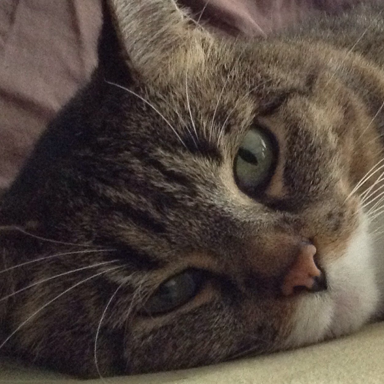 The iLLest kitty kat whose swagger so iLL you'll catch the iLLness and never be cured...may the iLLness be with u!! theill.kitty.kat@gmail.com