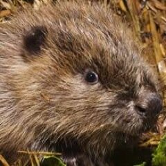 Protecting wild living beaver in England - #rewilding #beavers - join the campaign: https://t.co/A7nRYrrh3I