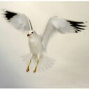 محمد. الربعي (@02649d0bc3e344a) Twitter