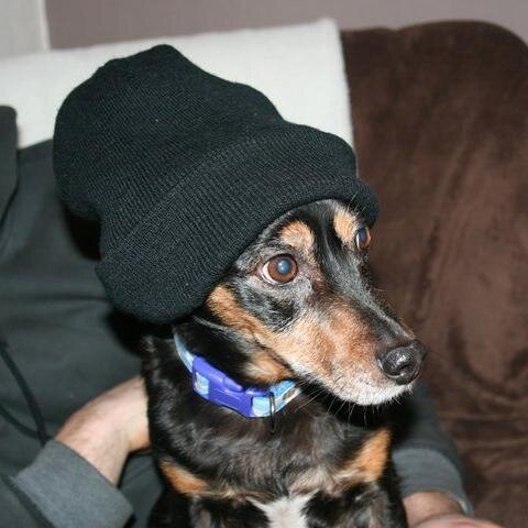 Dolly_Dead_Dog's profile picture. Im dead :(