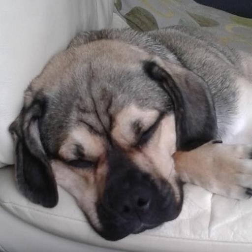 ObiMac13's profile picture. Eat, Sleep, walk, lay brown eggs, Sleep Repeat !.
   I'm a Puggle,