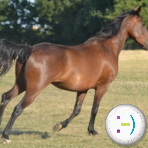 #Randonnée #équestre #chevaux #équitation #RandonnéeEquestre #eTourisme #ecologie #solutionsEcolo #itinéraires