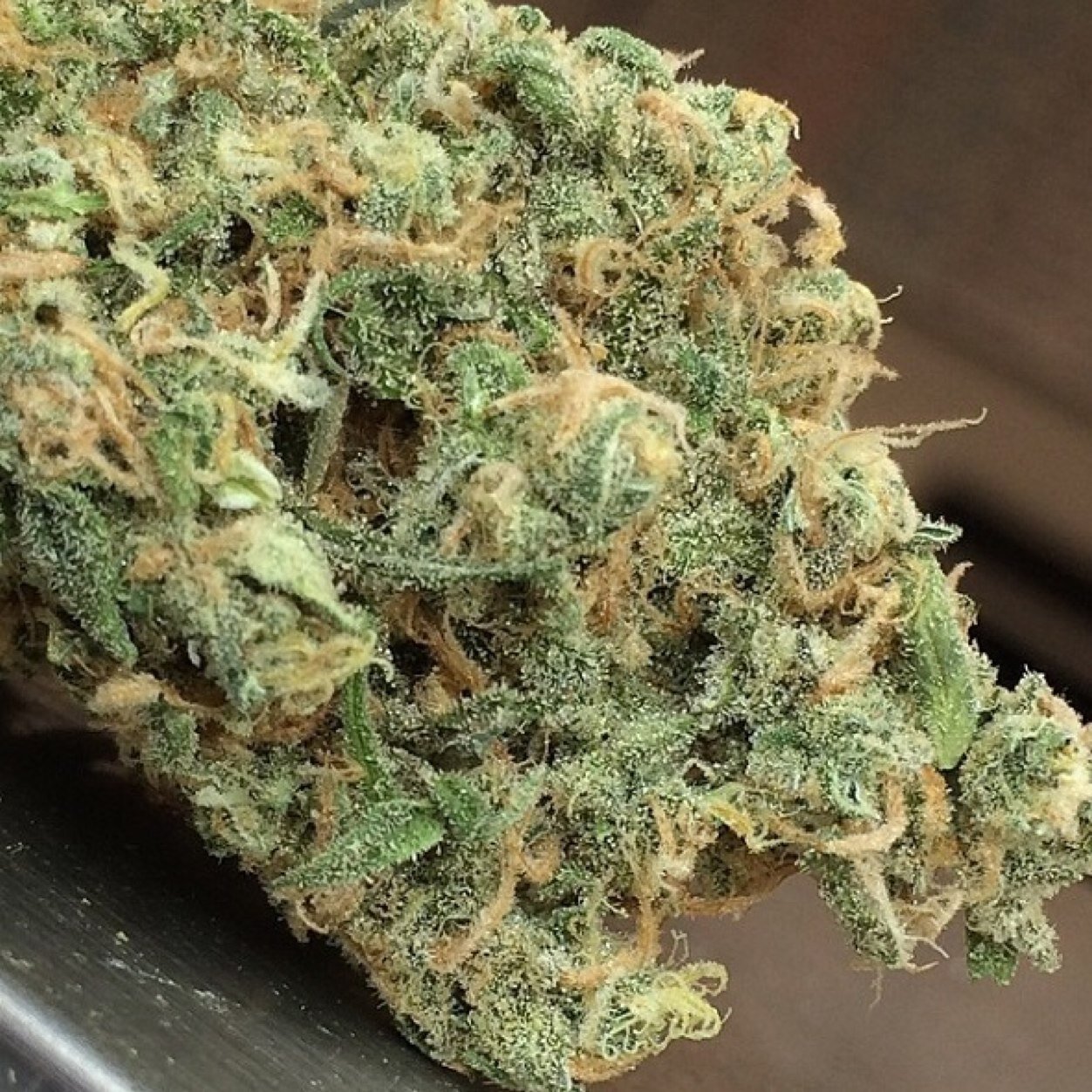 Top Medical Professionals with commpassionate pain care; whom believe medical marijuana can stop the abuse of pain killers!