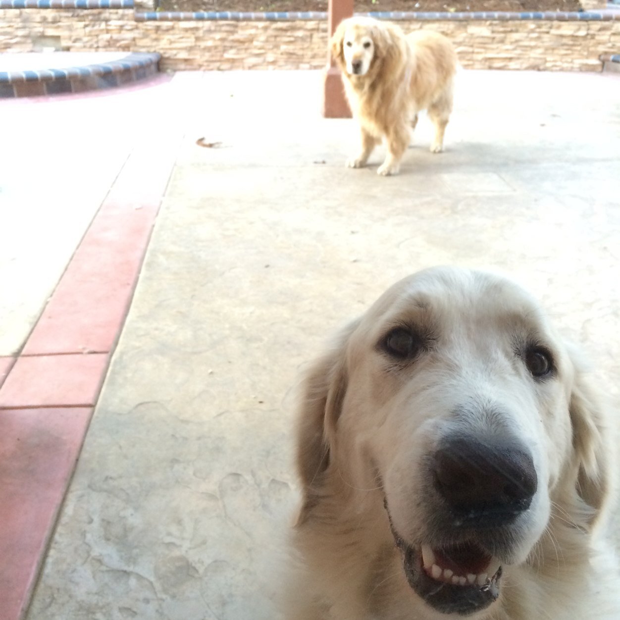 AceBrodowski's profile picture. I eat, sleep, and fsu all in the BY
#backyardlife