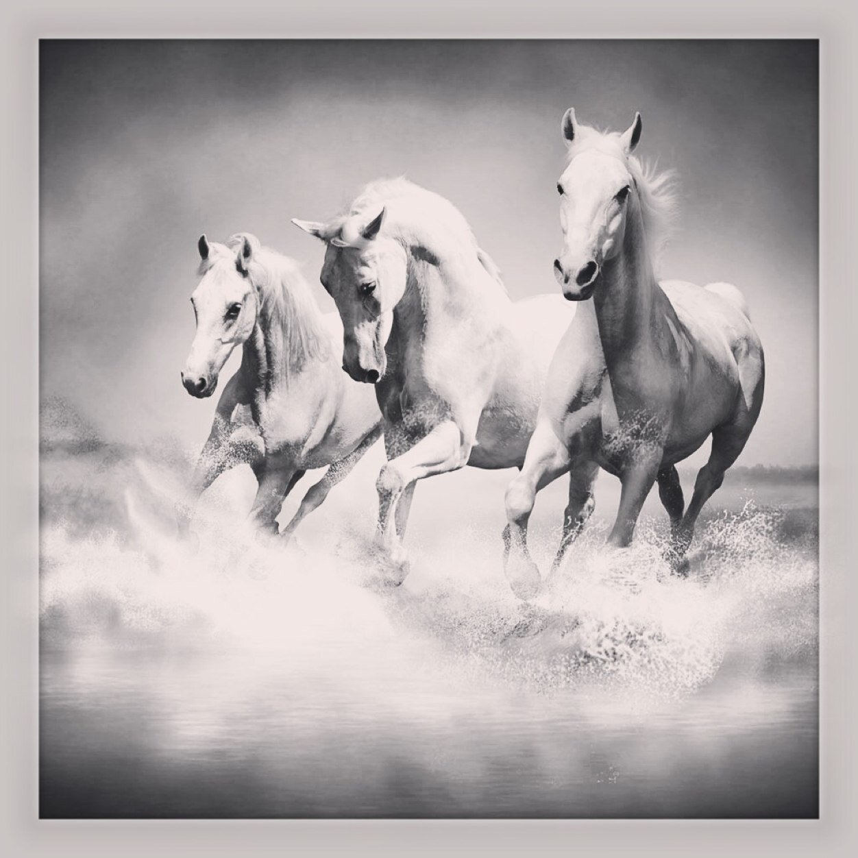 spaysow's profile picture. The MCSM Protege - Lets Go Leo^_^