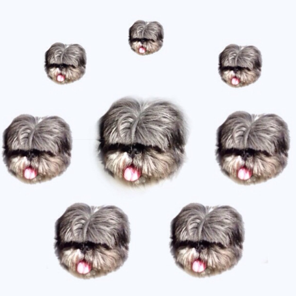 bowlcutdog's profile picture. Woof shmoof.