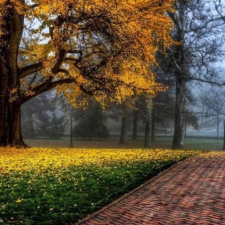 Aladeeb50's profile picture. 