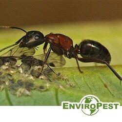 Colorado's Cure for Creepy Crawly Things!
Since 1965, we've been protecting Coloradoan's health and property.