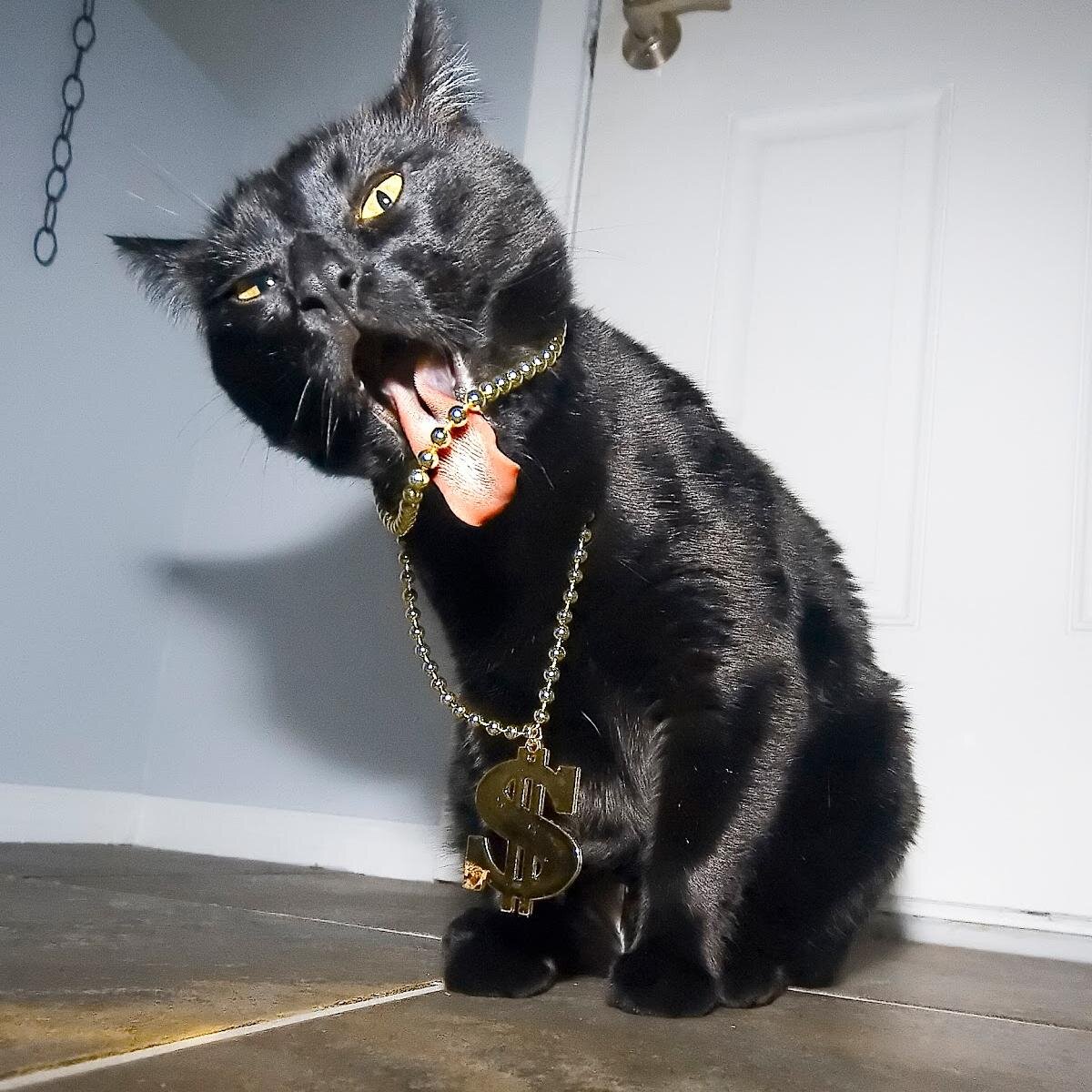 PimpCryptos's profile picture. I Pimp all the Crypthoes