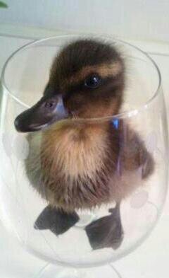 No le peguen al pato ...