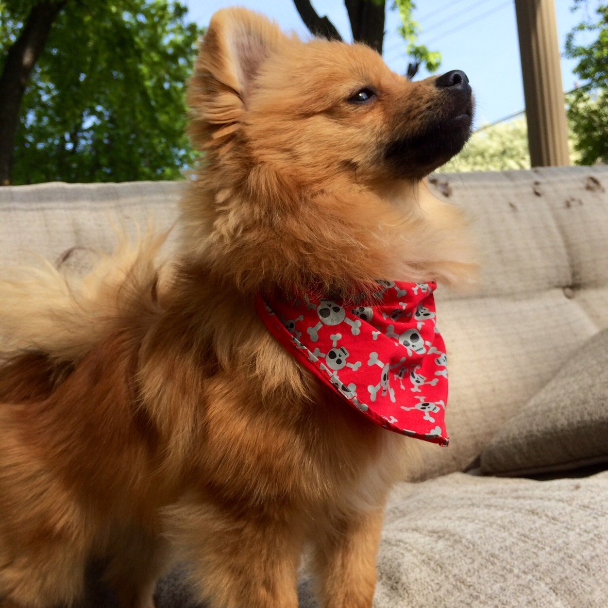 detroitravedog's profile picture. EDM//adventuring//buttsniffing            Detroit Spokesdog for @ecotugdogtoys