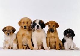 AnimalEmergenc3's profile picture. 