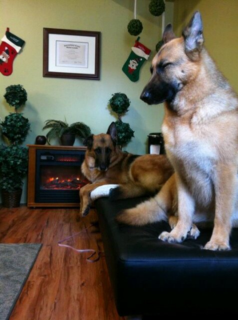 Professional Pet Grooming in a cage free, calm, one on one spa environment :-). Many discounts and most affordable prices in the area!! 613-720-DOGS (3647)