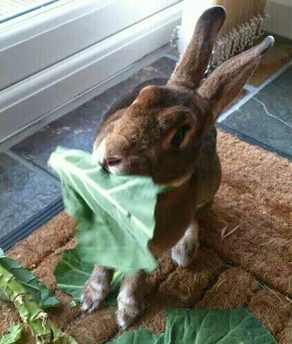 It's all bunnies around here