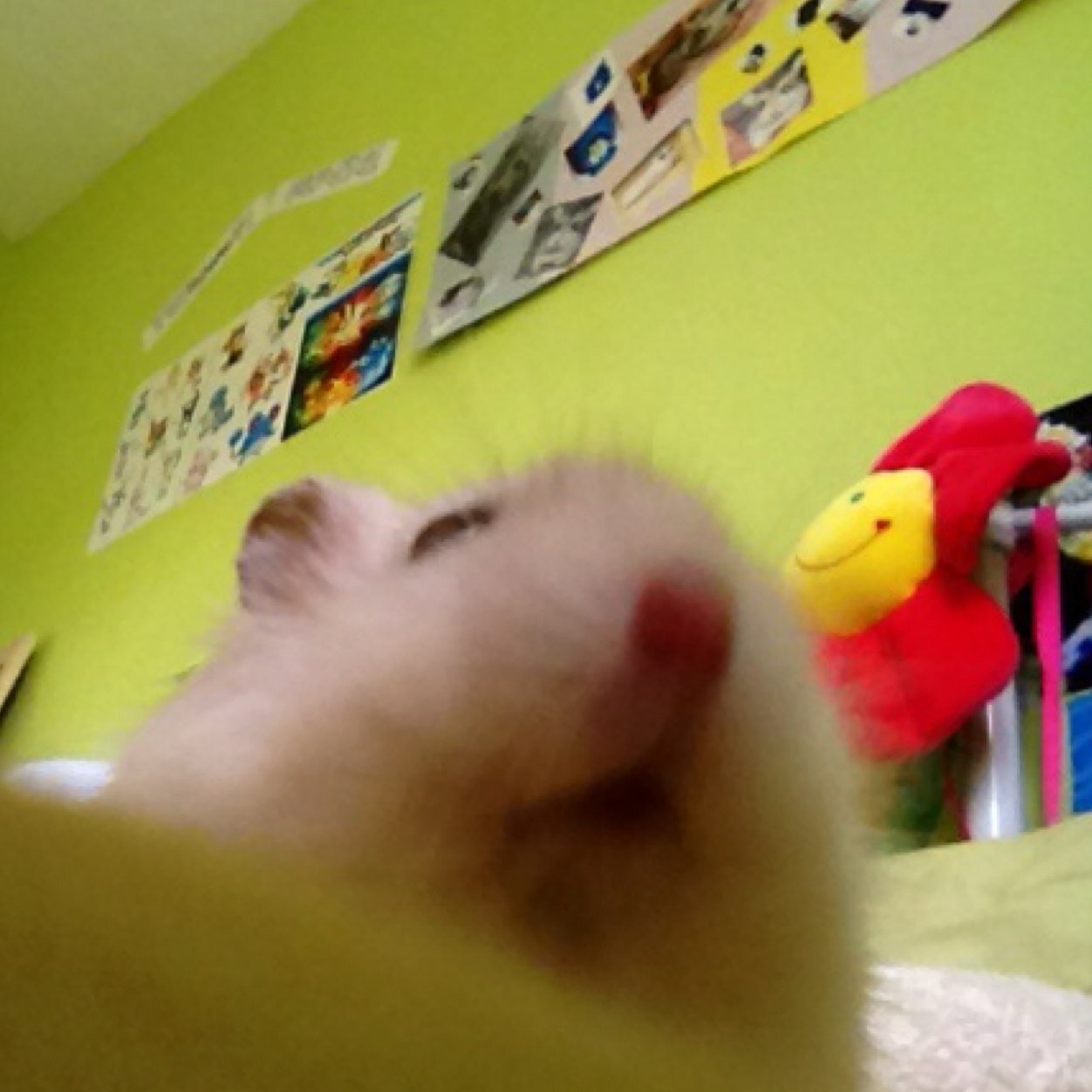 cutiepiehammy's profile picture. I love all animals especially my 3 cats 2hamsters and a gold fish! I know a lot of hamster advice !:)