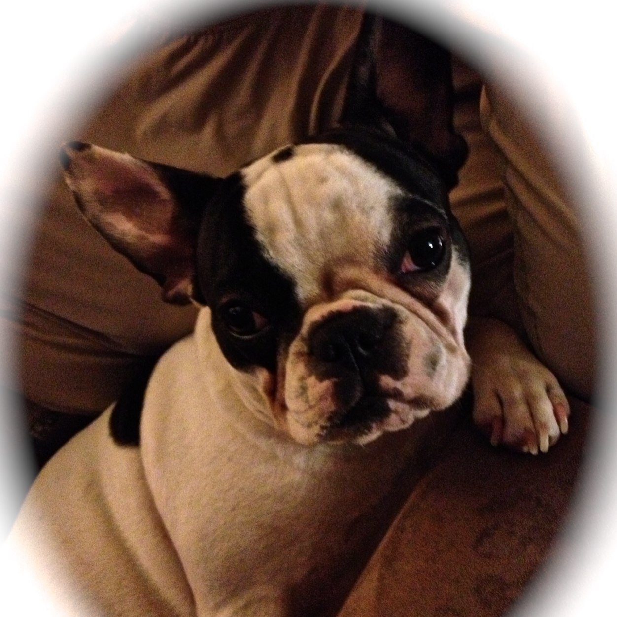 Frenchie_Lola's profile picture. 
