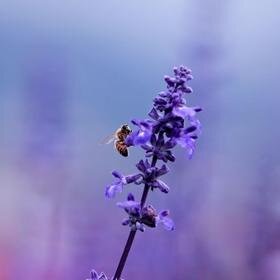 Look deep into nature and then you will understand everything better. #organic http://t.co/D0ZYvNPIEm http://t.co/cXHDl9wWiZ