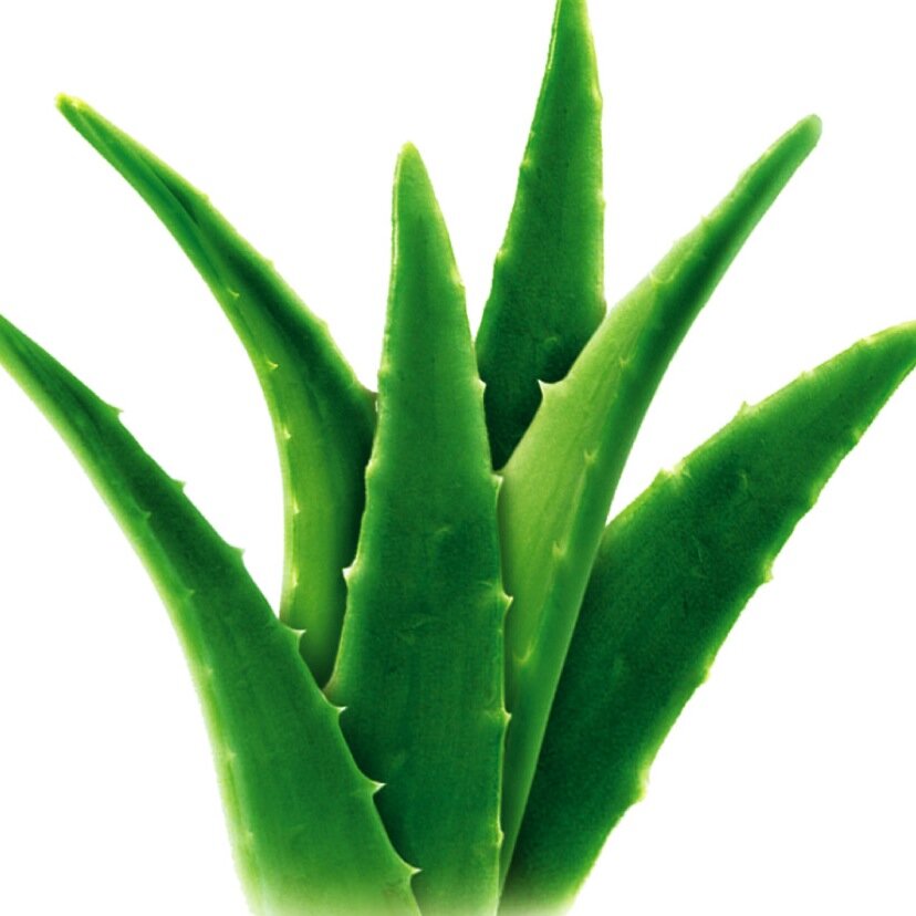 New business venture trying to make life better for me and my children and an aloe Vera convert!

Email BonneVie@flp.com
