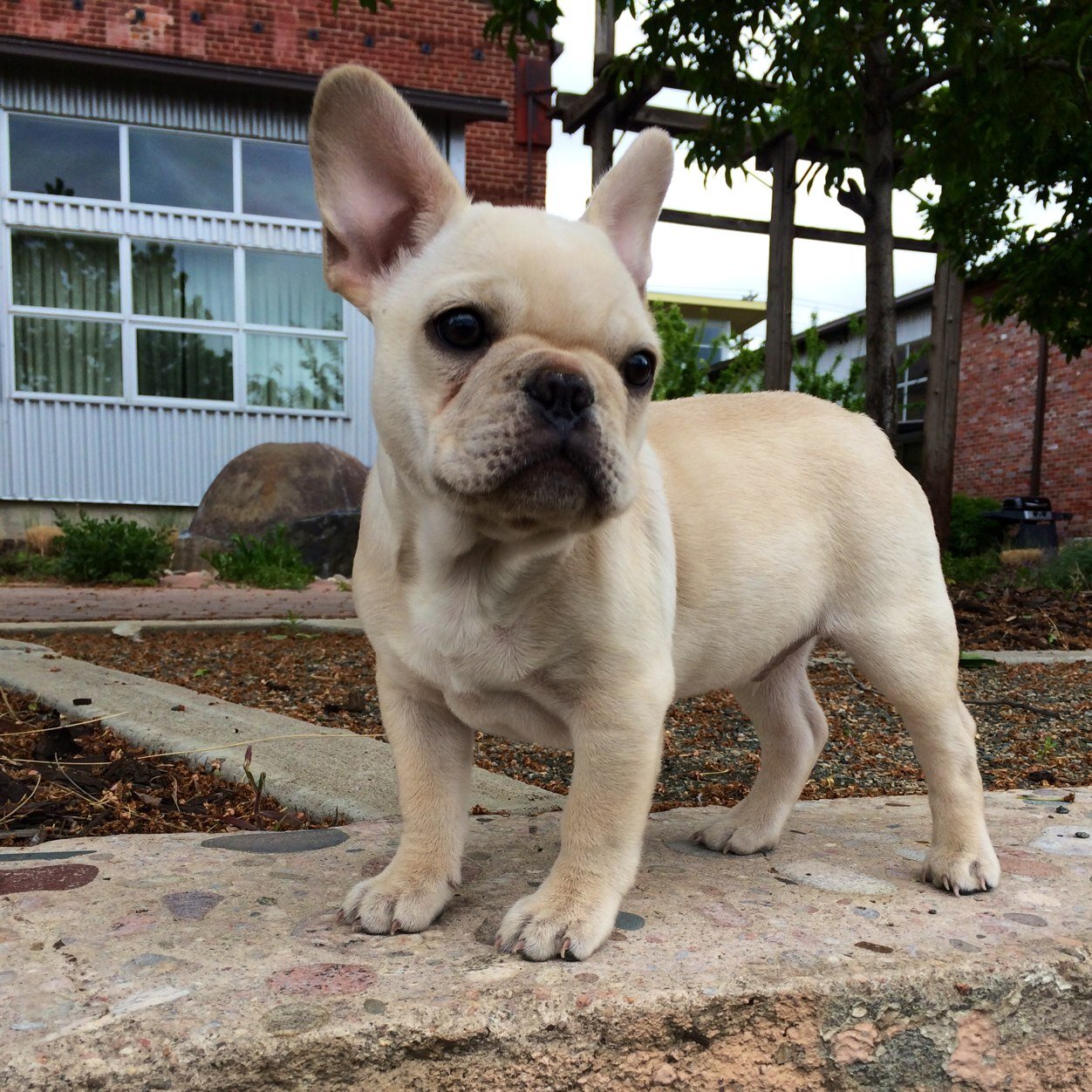 Little French Bulldog puppy living in Denver