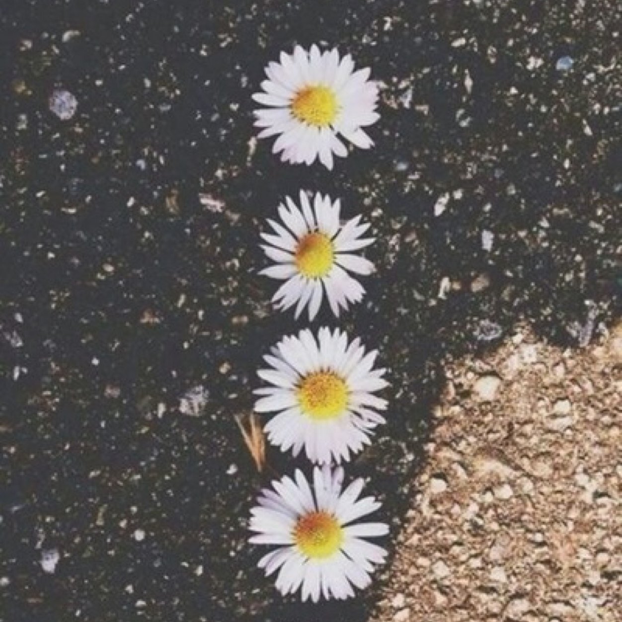 Spis blomster så blir du vakker