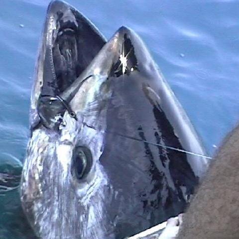 Punchin1's profile picture. 