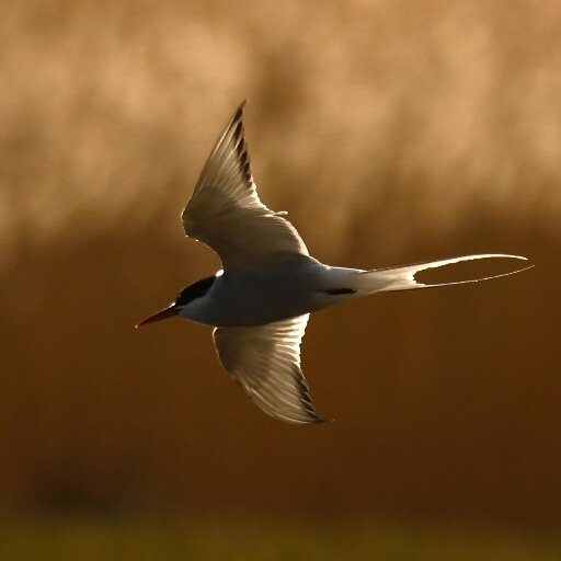 Interested in Natural history & photography & a love of the outdoors. Tweets & photographs of wildlife in Gloucestershire & Somerset & jaunts around the uk.