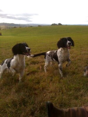 smudger061172's profile picture. Drive it like you stole it!!