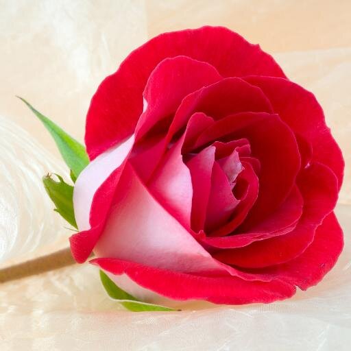 NadodaTarek's profile picture. It's amazing to have dreams but the most amazing to make it come true. I put my trust in Allah, Lord of the Heaven & the Earth ;) ♥Egyptian & Proud♥