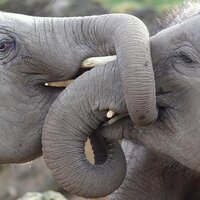 rowena murphy (@rowenathompson) 's Twitter Profile