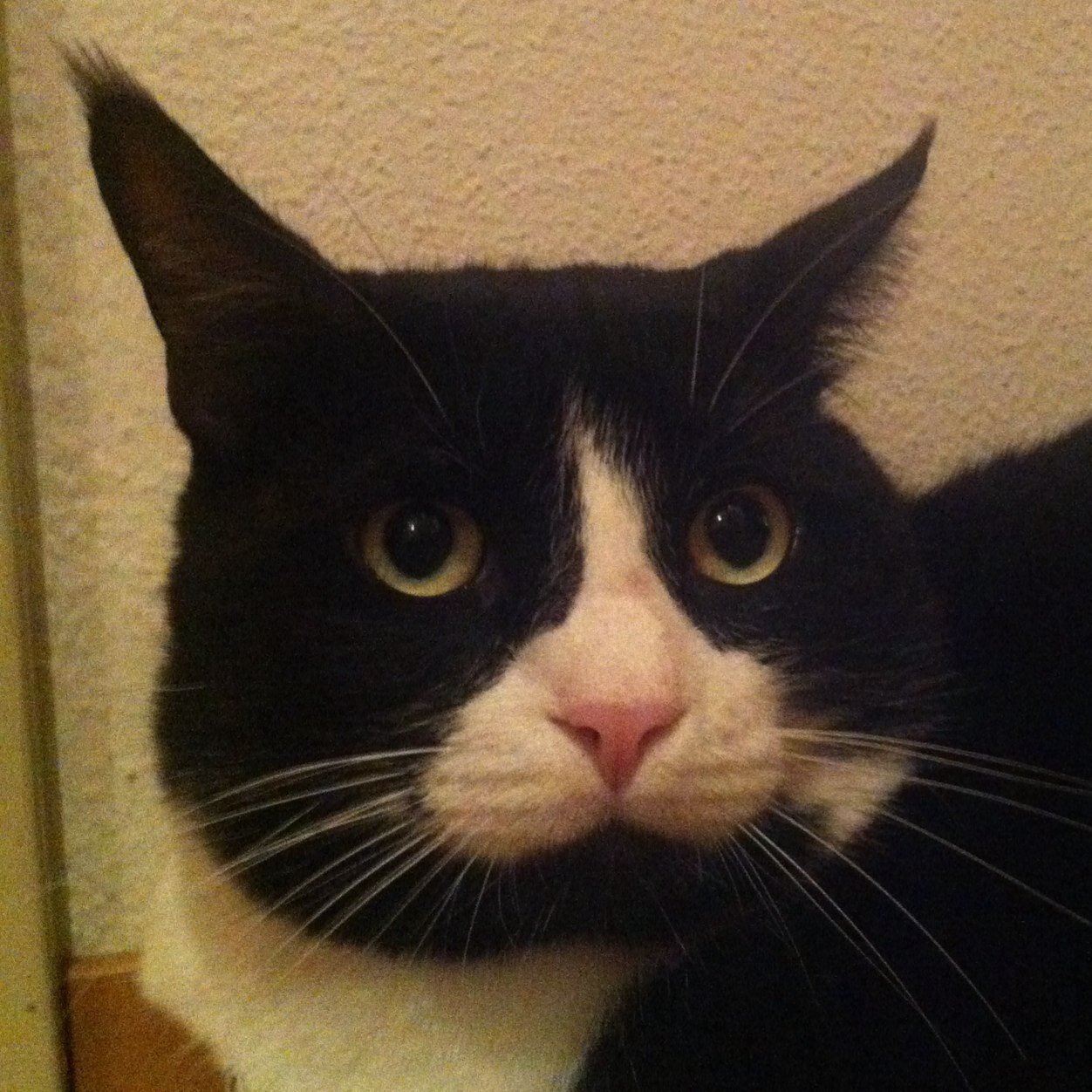 JojoOmsinn's profile picture. 