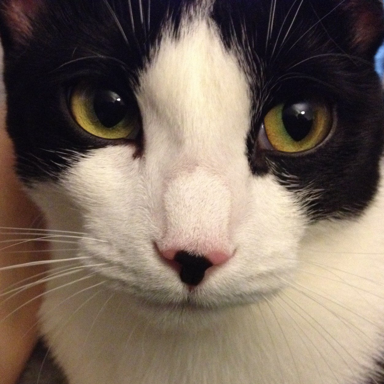 MidnaTehCat's profile picture. 