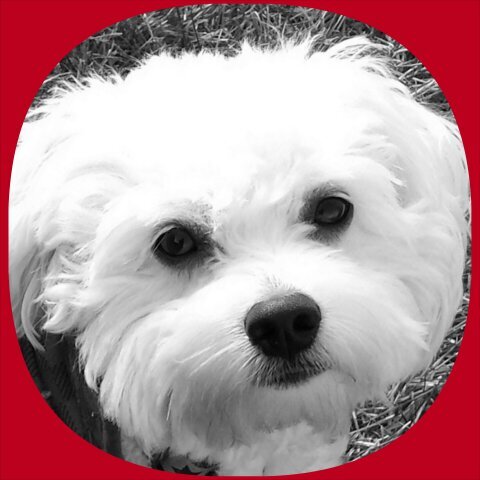 SwaggyShag's profile picture. Hanging out w/my loved & spoiled 2yr old Havanese-Bichon. I also like to ☆ w/a splash of random tweets...life.♡family.tv... #loveeternal