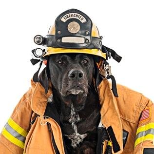 Providing PET Life Saving Equipment & Training to Firefighters. So they may save Your Pet in cases of emergency. Supported through Grants and Public Donations.