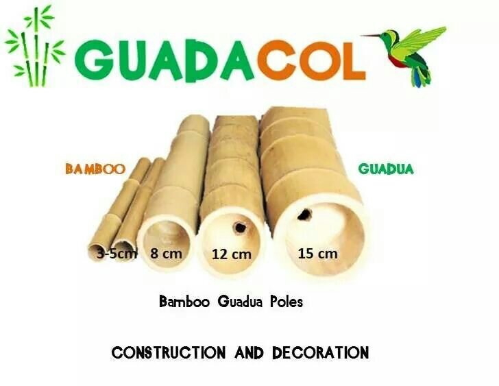 Empresa Colombiana, Corte, Inmunizacion, Venta y Exportacion de Bamboo Guadua en varas. We preserved and Export Bamboo Guadua Pole. gerencia@guadacol.co